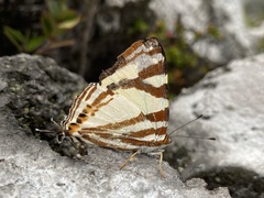 Dodona aponata