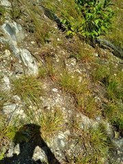 Schizachyrium scoparium