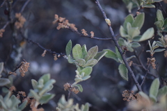 Quercus microphylla