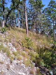 Schizachyrium scoparium