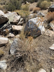 Ehrendorferia chrysantha