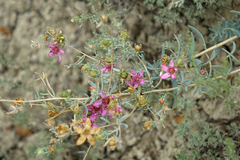 Reaumuria alternifolia