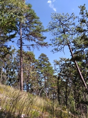 Schizachyrium scoparium