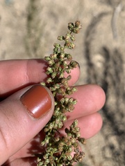 Artemisia dracunculus