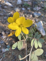 Senna covesii