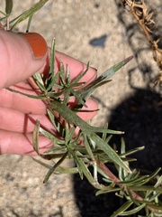 Artemisia dracunculus