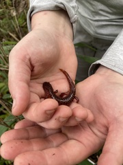 Pseudotriton ruber