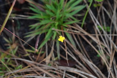 Utricularia subulata