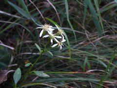 Aster scaber