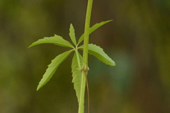 Cissus palmata