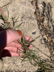 Artemisia dracunculus