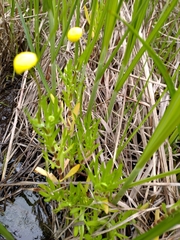 Cotula coronopifolia