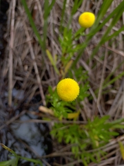Cotula coronopifolia