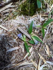 Tripterospermum lanceolatum