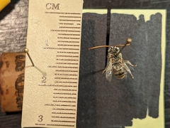 Melissodes agilis