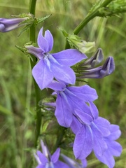 Lobelia apalachicolensis