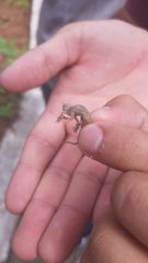 Anolis nebulosus