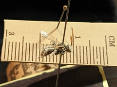 Melissodes agilis