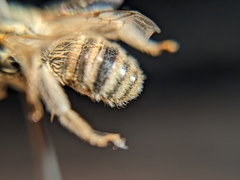 Melissodes agilis