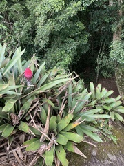 Quesnelia quesneliana