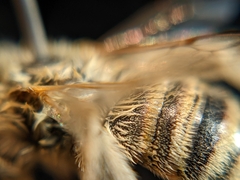 Melissodes agilis