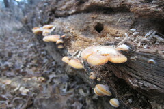 Phyllotopsis nidulans