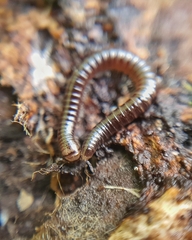 Brachyiulus pusillus