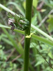 Lobelia apalachicolensis