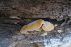 Phyllotopsis nidulans