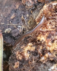 Brachyiulus pusillus