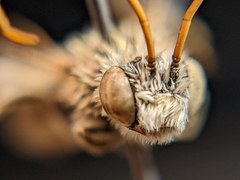 Melissodes agilis
