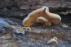 Phyllotopsis nidulans