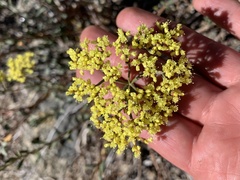 Eriogonum microtheca ambiguum