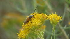 Crossidius suturalis