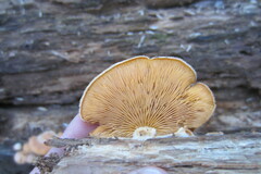 Phyllotopsis nidulans