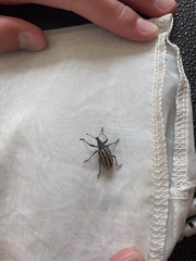 Diaprepes abbreviatus