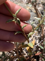 Eriogonum microtheca ambiguum