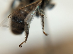 Melissodes agilis