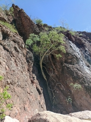Ficus petiolaris palmeri