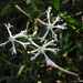 Silene fortunei - Photo (c) Chuangzao,  זכויות יוצרים חלקיות (CC BY-NC), הועלה על ידי Chuangzao