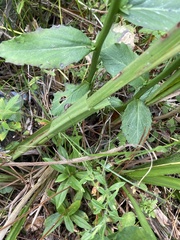 Lobelia apalachicolensis