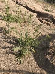 Nicotiana corymbosa