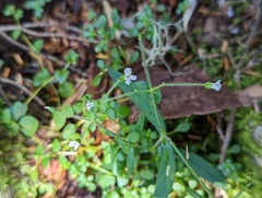 Cerastium subpilosum