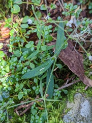 Cerastium subpilosum