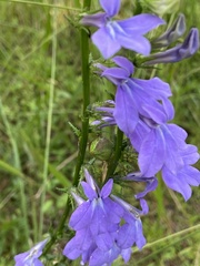 Lobelia apalachicolensis