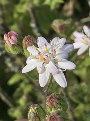 Moscharia pinnatifida