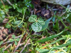 Oxalis griffithii taimonii