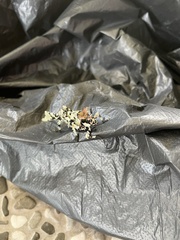 Trachyzulpha fruhstorferi