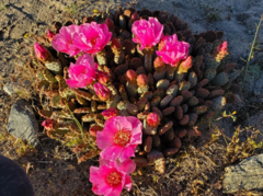 Opuntia basilaris brachyclada