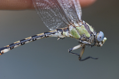 Ophiogomphus occidentis